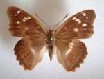 Apatura ilia aberration (Internet Image property of respective owner, non-commercial use only)